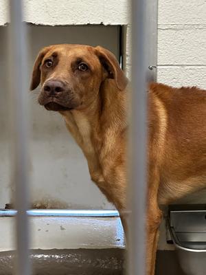 Tabasco, Labrador Retriever/Pit Bull Terrier, adult, available for adoption