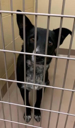 Cora, Australian Shepherd, young, available for adoption