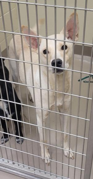 Beijing, Labrador Retriever/Shepherd, young, available for adoption