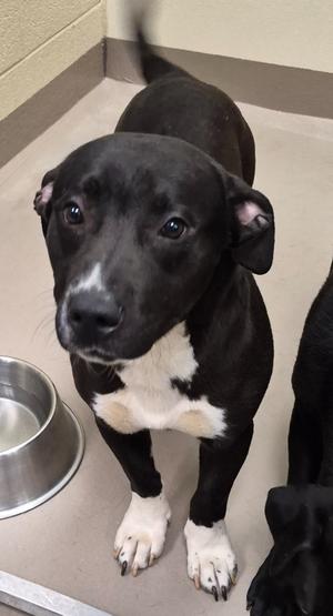 Ghost, Pit Bull Terrier/Labrador Retriever, young, available for adoption