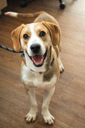 Cy (Crow), Labrador Retriever, young, available for adoption