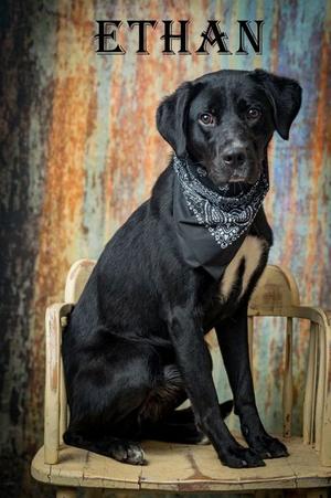 Ethan, Labrador Retriever, adult, available for adoption