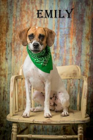 Emily, Hound, adult, available for adoption