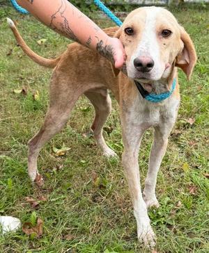 A light brown dog with a blue collar standing on grass, being petted by a person with a tattooed arm.