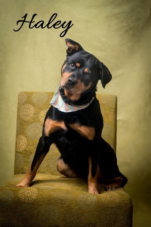 Haley, Rottweiler, adult, available for adoption