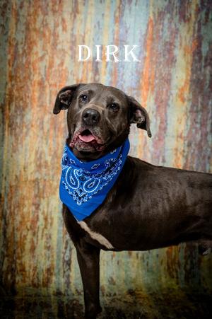 Dirk, Labrador Retriever, adult, available for adoption
