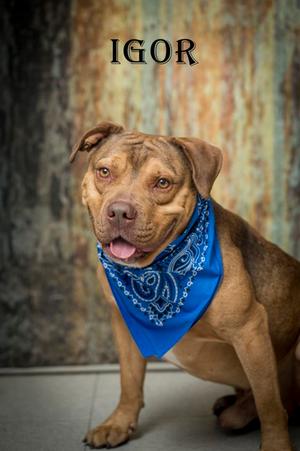 Igor, Terrier, adult, available for adoption