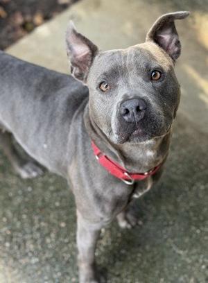 A gray dog with a red collar looking up at the camera.