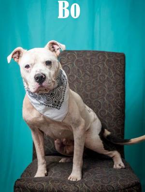 Bo, Pit Bull Terrier, senior, available for adoption