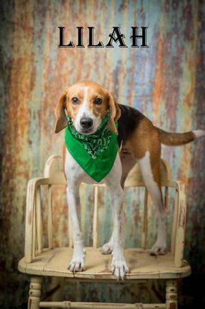 Lilah, Hound, adult, available for adoption