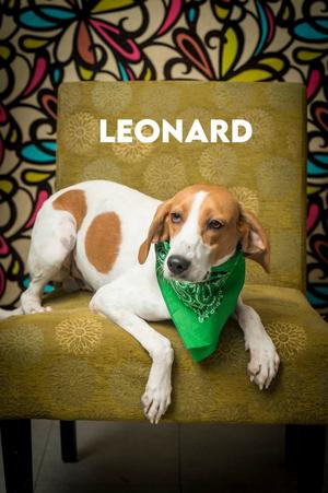 Leonard, Treeing Walker Coonhound, young, available for adoption