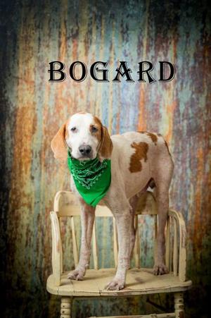Bogard, Hound, adult, available for adoption