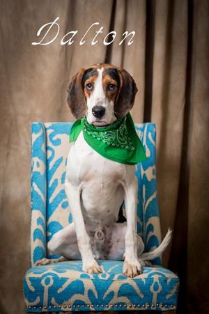 Dalton, Hound, adult, available for adoption