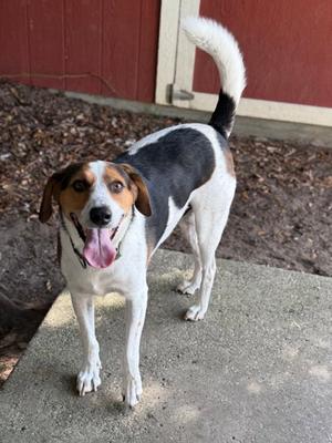 Jerry, Hound, adult, available for adoption