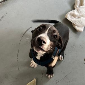Ophir, Mixed Breed (Medium), available for adoption