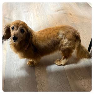 Jazzy, Dachshund, Standard Long Haired, senior, available for adoption