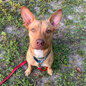 Hercules, Retriever, Labrador, adult, available for adoption