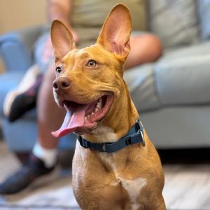 Hercules, Retriever, Labrador, young, available for adoption
