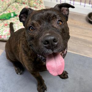 Rocky, Terrier, Staffordshire Bull, adult, available for adoption
