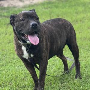 Rocky, Terrier, Pit Bull, adult, available for adoption