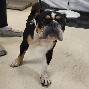 Mera, Mixed Breed (Medium), adult, available for adoption