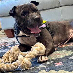 Kimbo, Terrier, Pit Bull, adult, available for adoption