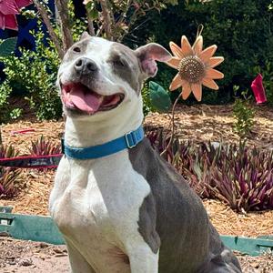 River, Terrier, American Staffordshire, adult, available for adoption