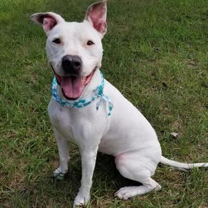 Jackie, Terrier, American Staffordshire, senior, available for adoption