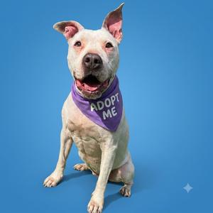 A white dog with a purple bandana that says "ADOPT ME" sitting on a blue background.