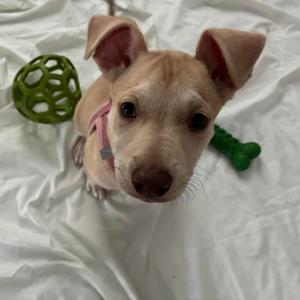 Jill Valentine, Catahoula Leopard Dog, available for adoption