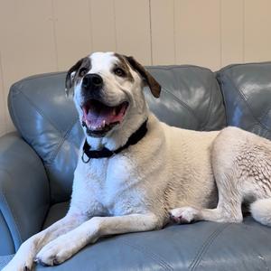 A happy dog lying on a gray couch.