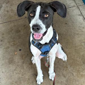 A black and white dog wearing a blue harness, sitting on a concrete surface with its tongue out.