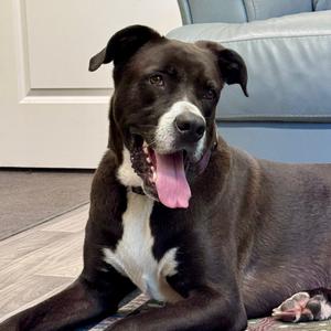 Dunkin, Mixed Breed (Large), adult, available for adoption