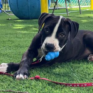 Citrine, Mixed Breed (Medium), available for adoption