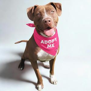 A brown and white dog wearing a pink bandana that says "ADOPT ME".