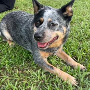 Ruby, Cattle Dog, Australian (Blue Heeler), adult, available for adoption