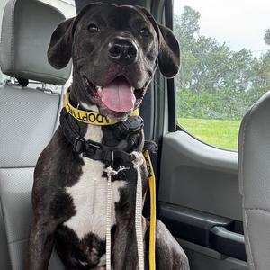 Henry, Mixed Breed (Large), adult, available for adoption