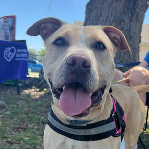 Banana, Terrier, American Pit Bull, adult, available for adoption