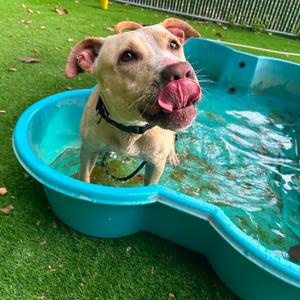 Banana, Terrier, American Pit Bull, adult, available for adoption