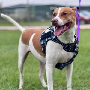 Loki, Mixed Breed (Large), adult, available for adoption