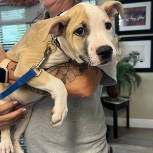 Lily Bit, Mixed Breed (Medium), available for adoption