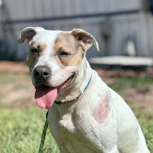 A light-colored dog with a patch over one eye and a pink tongue out, wearing a collar.