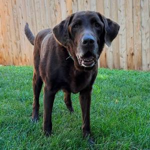 Reno, Chocolate Labrador Retriever, senior, available for adoption