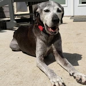 Toby, Pointer / Redbone Coonhound, senior, available for adoption