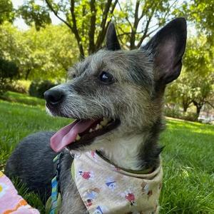 Jack, Jack Russell Terrier, senior, available for adoption
