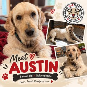 Austin, Goldendoodle, senior, available for adoption