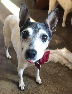 Penny, Rat Terrier, senior, available for adoption