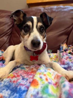 Jenny, Jack Russell Terrier, senior, available for adoption