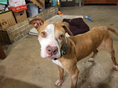 Carl, Pit Bull Terrier, adult, available for adoption