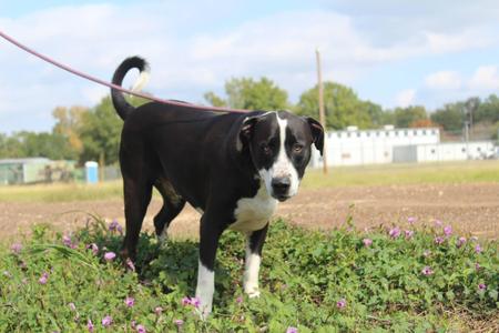 Goliath, Black Labrador Retriever / Mastiff, adult, available for adoption